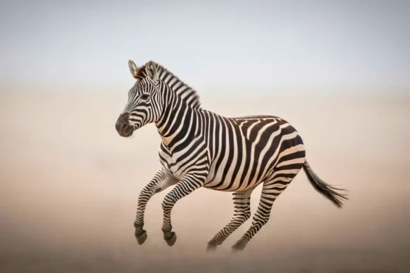 Arquétipo da Zebra: individualidade, liberdade e equilíbrio | Arquétipos Animais de Poder