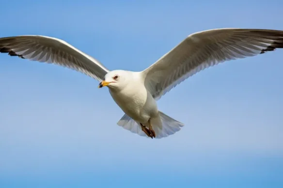 Arquétipo da Gaivota: liberdade, desapego e independência | Arquétipos Animais de Poder