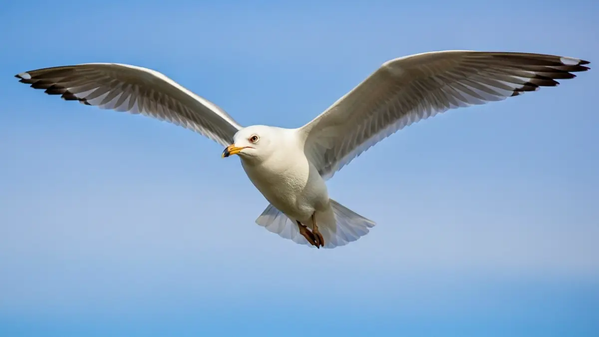 Arquétipo da Gaivota: liberdade, desapego e independência - Arquétipos de Animais de Poder
